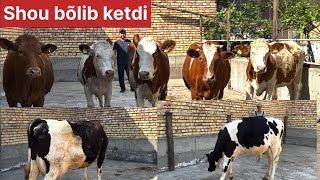 Buġoz ġunajinlar yosh buqa hamda Tayor buġoz sigir sõraganlarga kõring