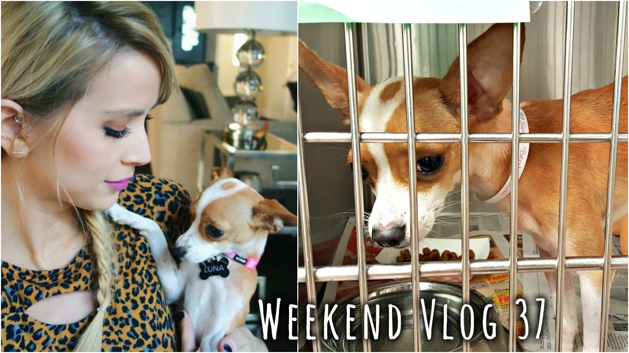 Adopting My Dog Baby! | weekend vlog 37 | LeighAnnVlogs