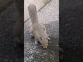Squirrel #squirrel #nature #shortsfeed #wildlife #animals #cute