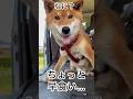 ’26.5.14 力丸は何犬？ #柴犬 #shibainu #柴犬のいる暮らし #柴犬の日常 #お散歩 #食べる犬 #力丸