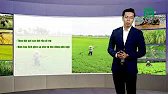 
      Thời tiết nông vụ ngày 18/07/2019 | Nắng nóng ở miền Trung khiến cá, tôm chết hàng loạt | VTC14
    