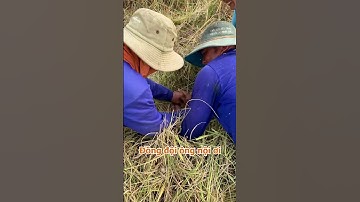 Đồng đội ông nội ơi | Bắt chuột miền tây