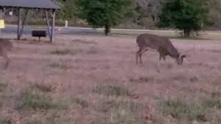 Buck Battle by Our Critter Tales 658 views 2 years ago 1 minute, 7 seconds