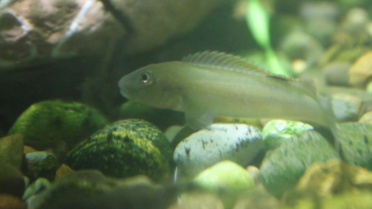 Подростки steatocranus tinanti