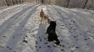 Dogs in snow 02/07/2021