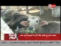 الحياة اليوم - مشروع إحياء البتلو ينقذ الثروة الحيوانية في مصر