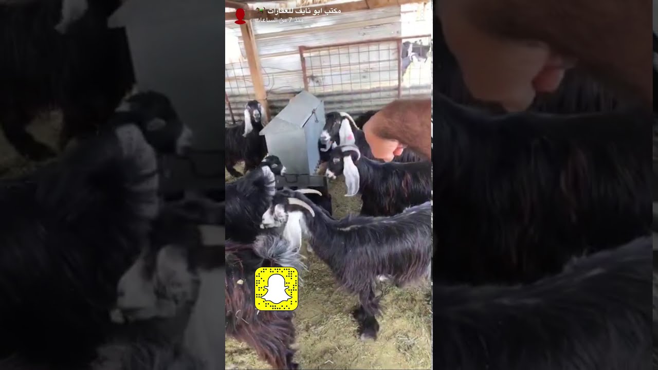 نجاح الخطة الوطنية لتطوير قطاع الماشية بالماعز العارضي وإعادة سريعه لخطوات الخطة الوطنية