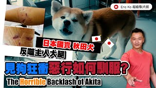 日本國寶秋田犬 返噬主人大腿見狗狂衝惡行如何馴服?The Horrible Backlash of Akita