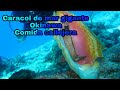 Caracol de mar gigante en Okinawa | Comida callejera Japón