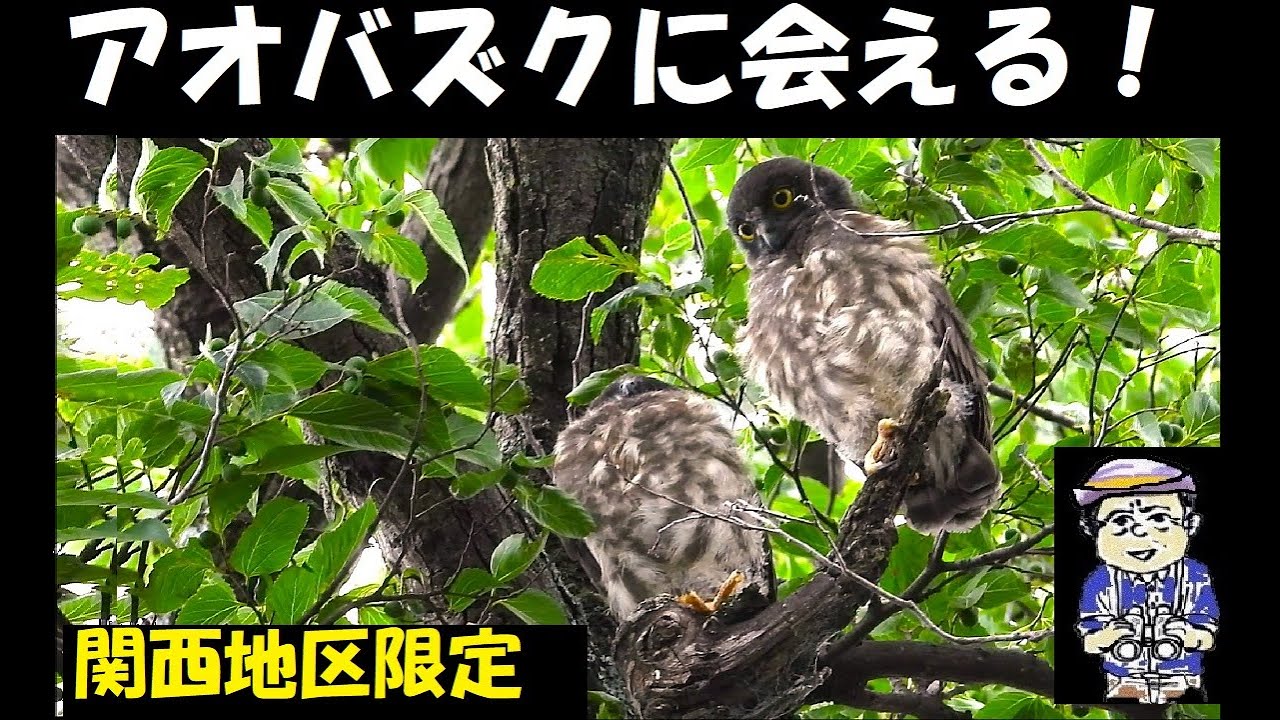 これを押さえればアオバズクに必ず会える！2023年度大阪・兵庫の