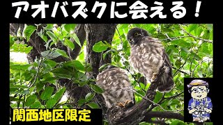 今年もアオバズク来る❢ 2024.6.2 mqdefault.jpg