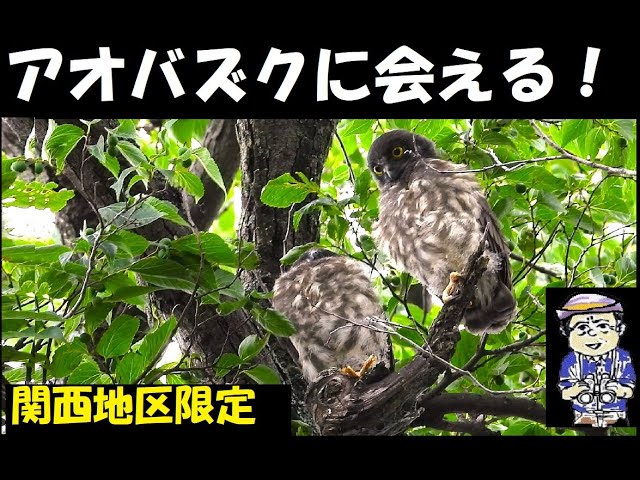 これを押さえればアオバズクに必ず会える！2023年度大阪・兵庫の