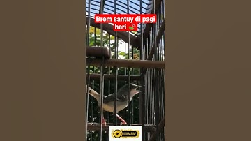 Pancingan Ciblek Gacor di Pagi Hari ‼️ - Kicau Mania Shorts