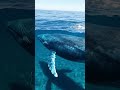 Whale Swimming in Ocean | Majestic Marine Life Video   #whale