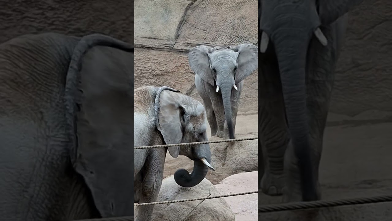 Elefantenkampf  Mutter und Sohn 