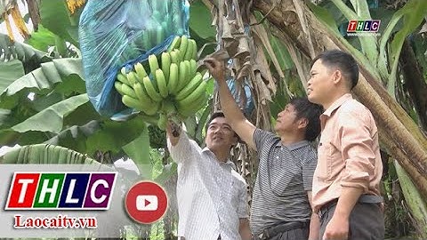 Người bí thư chi bộ tận tụy, gương mẫu ở bản Mông| THLC