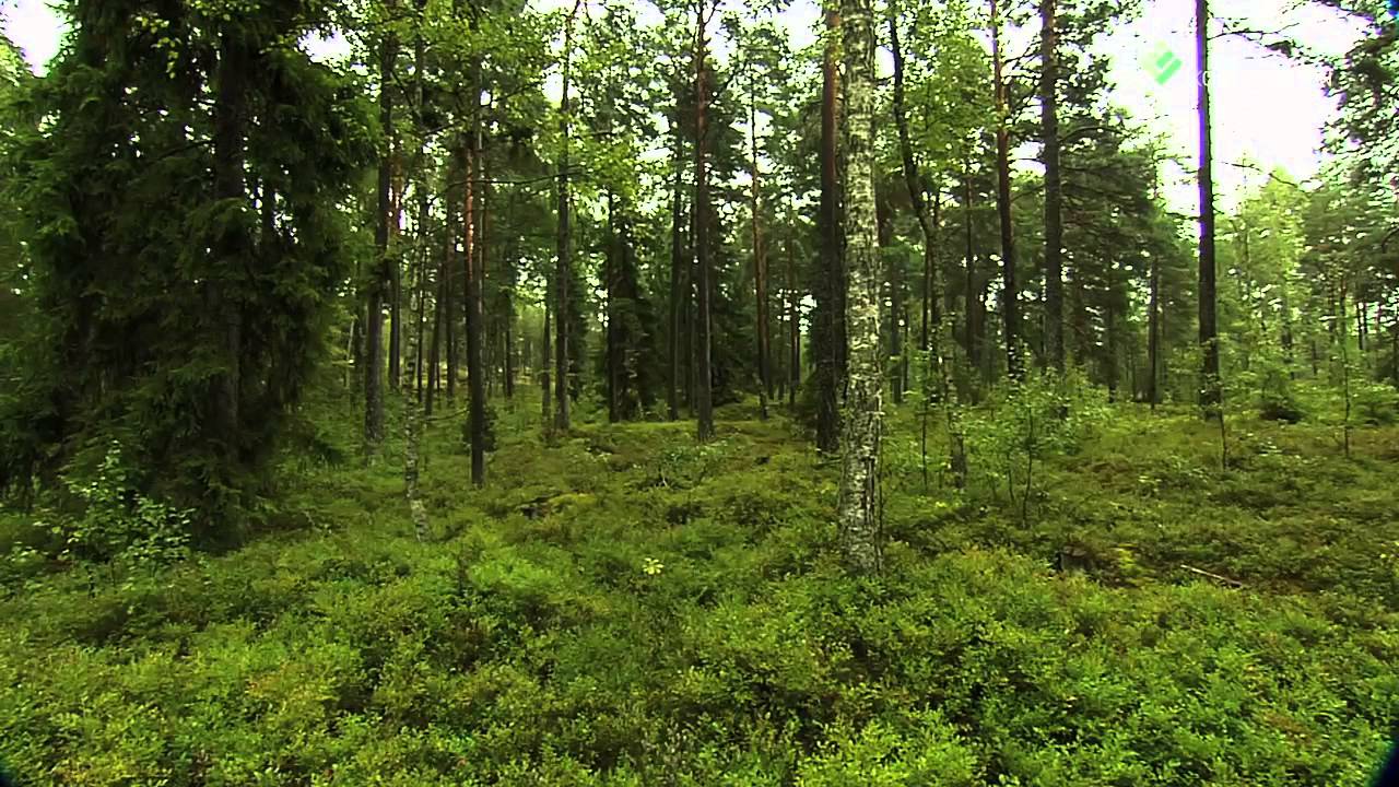 Klimatförändringarna och skogsbruket – anpassningar för minskade skador