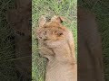 I cant believe how much I saw in just 3 hours in the #masaimara #kenyatravel