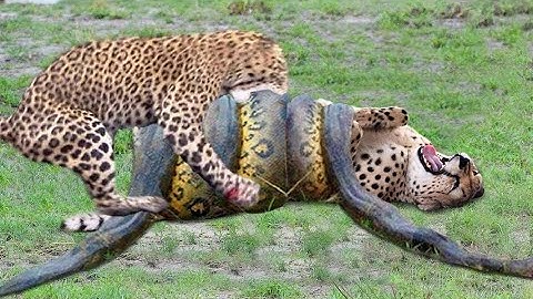 Leopard attacks giant python