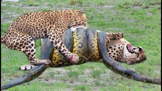 Famous Leopard attacks giant python Profile