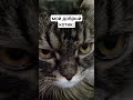#кот #котики #котик #животные #cat #like #fun #funny #funnyvideo #memes #pets #мем #прикол #ржака