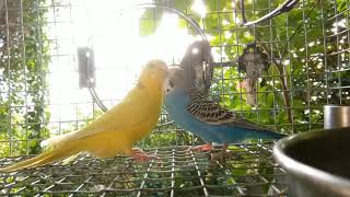 Chi And Chu Budgies Blue Yellow Love Birds Shell Parakeet Budgerigar