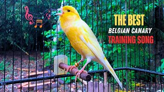 Impossible If Your Canary Does Not Immediately Sing! Belgian Canary Training