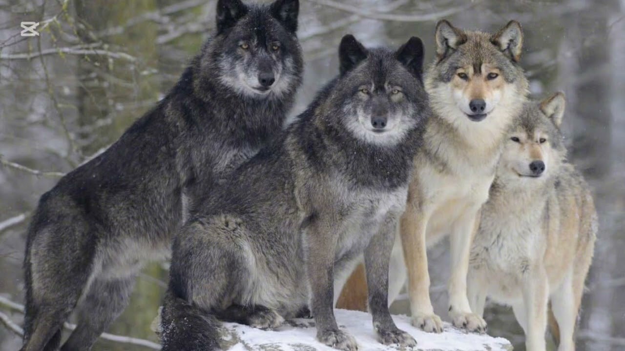 Garik Garik.А Сосны трещат,Ели скрепят…