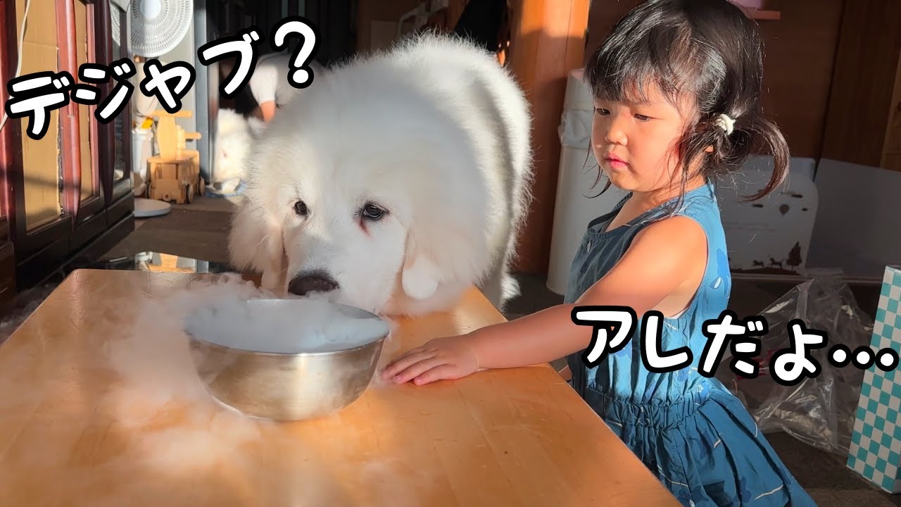 まさか】超大型犬の子犬と3歳児に初めてドライアイスを見せた反応が