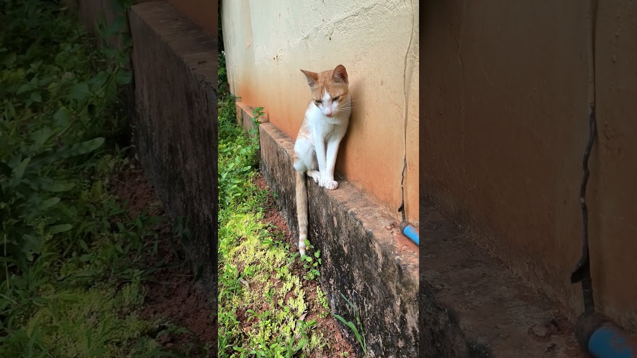 #Cat #Birds #Chirping #Catlifeonscreen