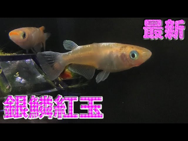 銀鱗紅玉】めだかコレクション vol.215 改良メダカ サムネイル画像は 
