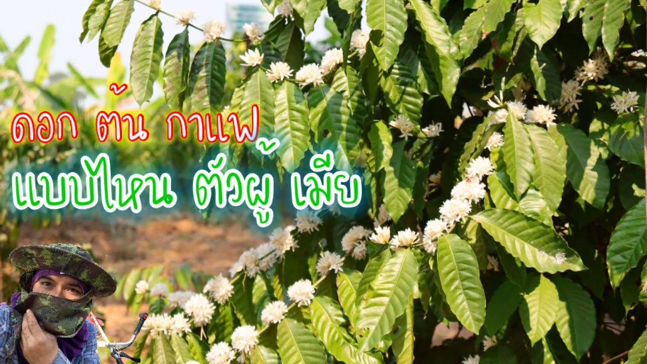 มาดูดอก ต้นกาแฟ ดอกไหนตัวผู้ ดอกไหน ตัวเมีย ความรู้เล็กๆน้อยๆ | สรุปเนื้อหาที่เกี่ยวข้องต้นกาแฟที่มีรายละเอียดมากที่สุด