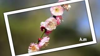 Download Lagu The Best Beautiful Song 'Lei Man Tian 泪满天 Air mata Memenuhi Langit MP3