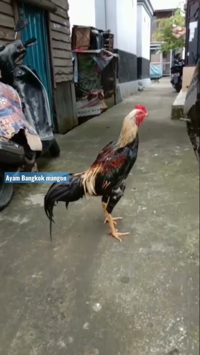 cara berkokok ayam Bangkok mangon #shorts #ternakayam