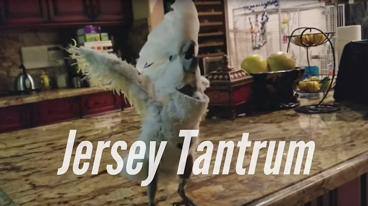 All My Birds and My Cockatoos Tantrum Over a Cooki...