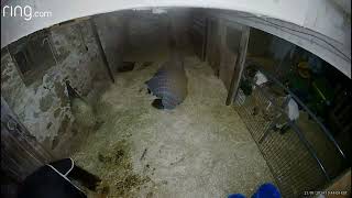 Home Videos - Horse Fart Nr.2