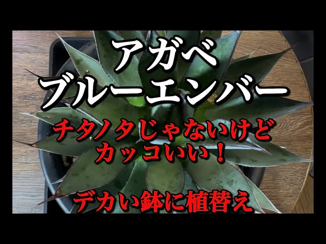 Hybrid Cultivar] Blue Ember, not a Titanota, but still cool! - YouTube