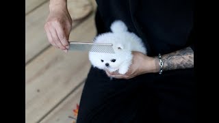 Teacup puppy for sale! Teacup white pomeranian