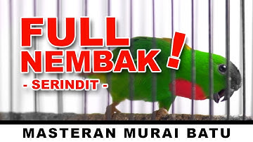 MASTERAN MURAI BATU SERINDIT GACOR AUDIO JERNIH #masteran #birds #serindit #muraibatu