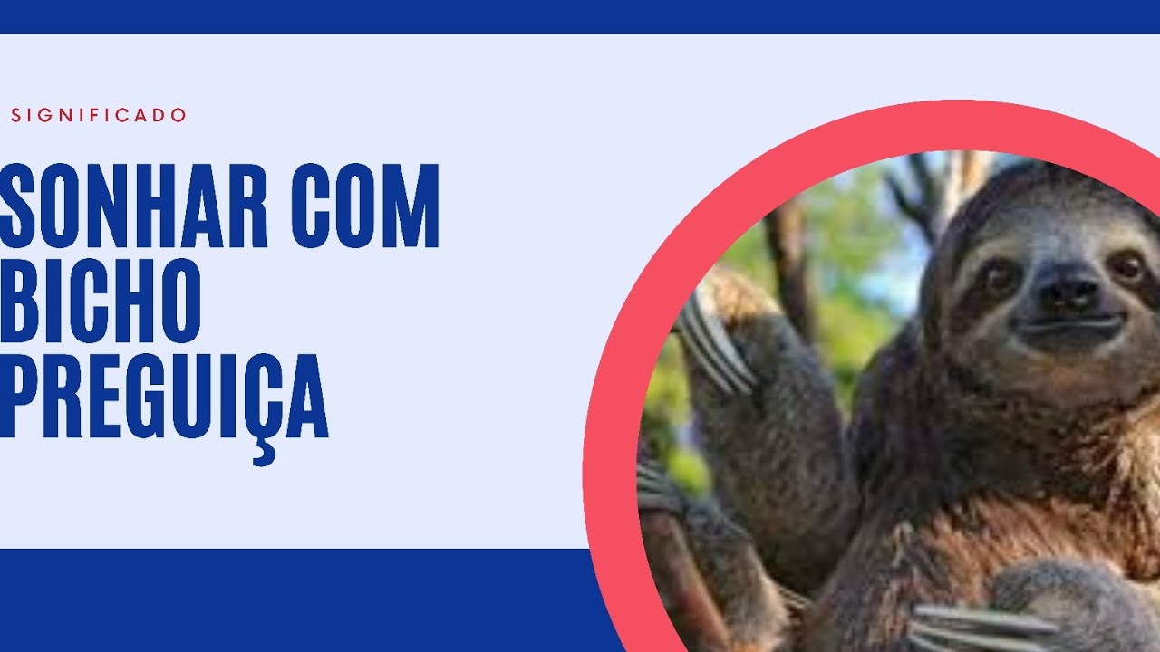 Sonhar com bicho preguiça significado completo - YouTube