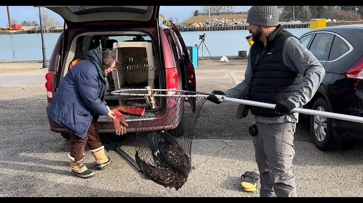 Bald Eagle Rescue at Waukegan Harbor