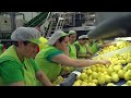 Cest le plus grand producteur de citrons au monde