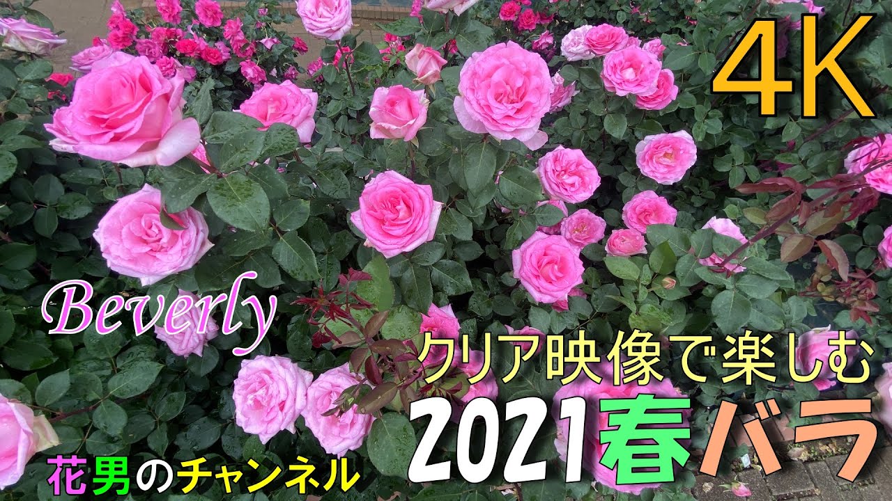 ピンクローズ ビバリー Beverly クリア映像で楽しむ21春バラ 花男のチャンネル Youtube