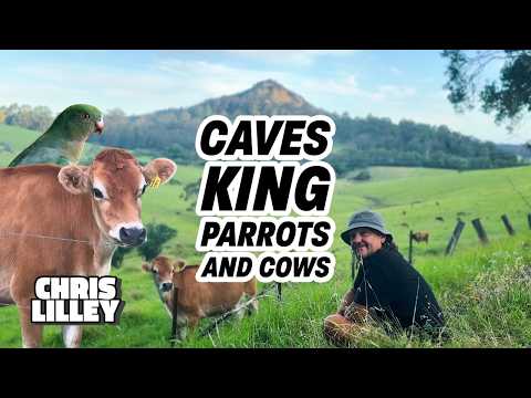 Cave, King Parrots And Cows
