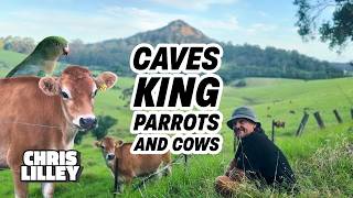 Cave, King Parrots And Cows