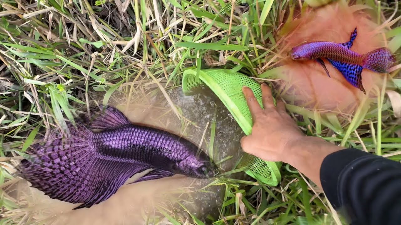 ตามหาปลากัดป่าสีม่วง หลังสนามบิน