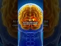 Is Your Brain Actually "Rotting"? (The Truth About Attention Spans) #shorts #brainrot #fyp