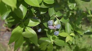 "Unlocking the Power of Blueberries: A Journey into Nature's Healthiest Superfruit"#blueberries