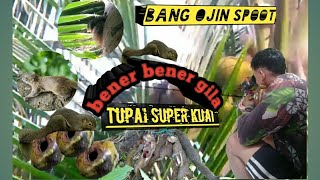 Gila bener!!  berburu tupai hama kelap di spoot lama ternyata bukanya kurang hama malah bertambah