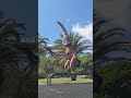 My 3 Year Handstand Journey #handstand #calisthenics #fitnessjourney #fitnessmotivation